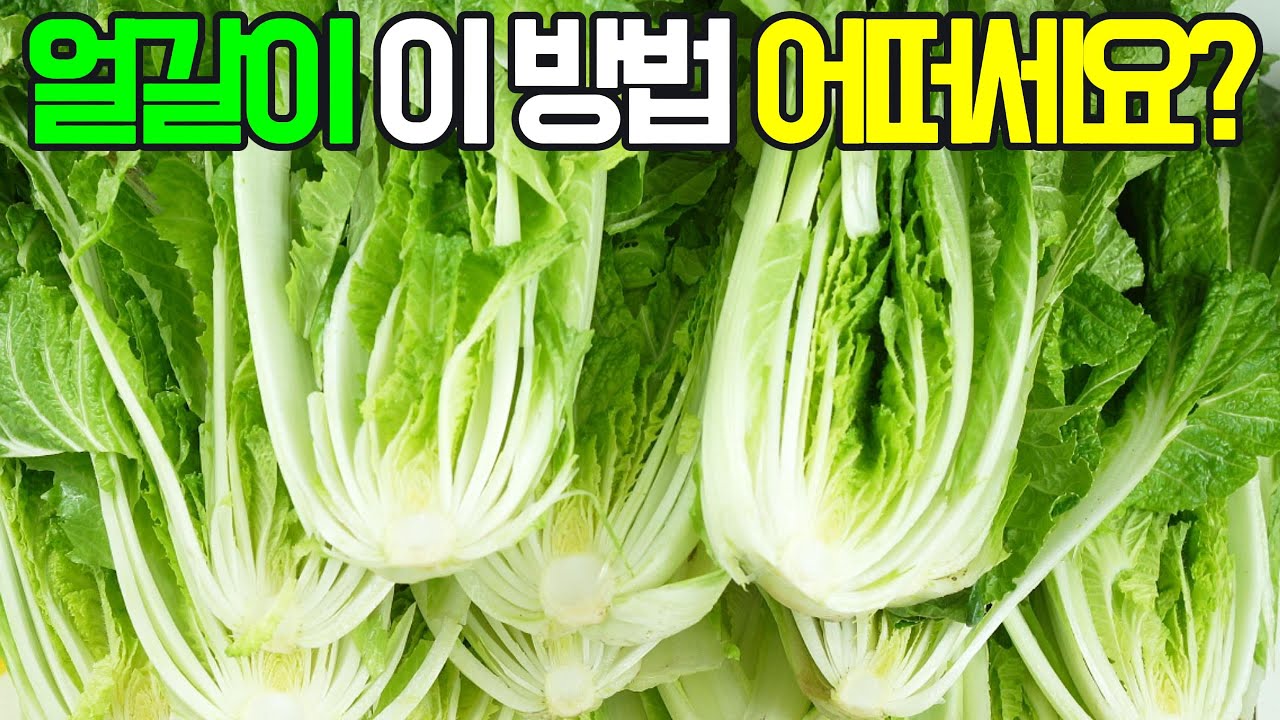 얼갈이김치, 얼갈이김치, 실패 없이 시원하고 아삭하게!✔️환절기 잃어버린 입맛을 되찾아줄 시원하고 아삭한 얼갈이김치 황금 레시피를 공개합니다.